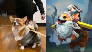Selamat datang di Animal League!