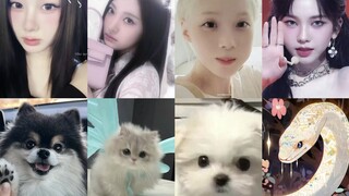 五代最成功的动物塑女团…