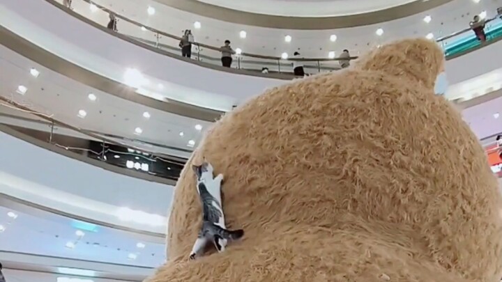 القط الشجاع الذي يرتقي القمم