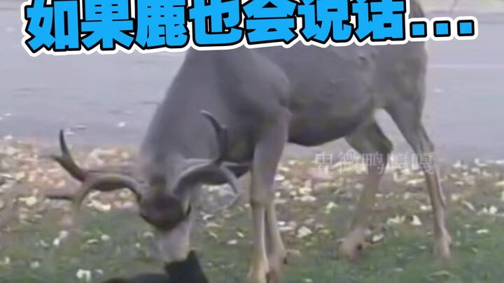 警惕新型鹿薄荷😡