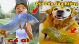 Thú Cưng TV | Gâu Đần và Bà Mẹ #58 | Chó Golden Gâu Đần thông minh vui nhộn | Pets cute smart dog