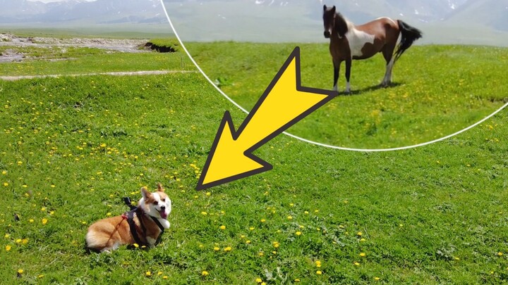 Bagaimana cara bikin Corgi jadi lebih tinggi? Kaki pendekku udah gak tahan lagi nih!