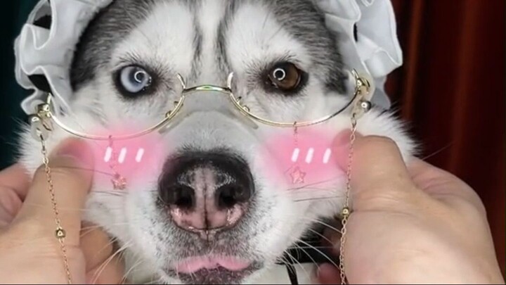 Mi Xiu giống ai đấy #Husky #pet #dog #động vật