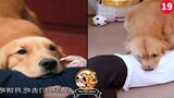 This is why I love dogs -Funny Adorable loyal dog 2020 l The Pets home#19