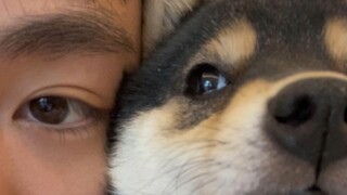 快来一起跟小狗贴贴