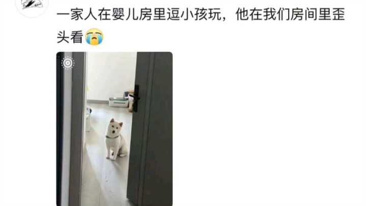 The little dog can’t understand why Mom no longer treats her the way she used to 🥺