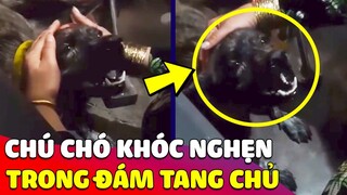 Chú chó 'THẤT THẦN' nằm khóc tức tưởi trong 'ĐÁM TANG' của ông khiến ai nấy nghẹn lòng 😢 Gâu Đần
