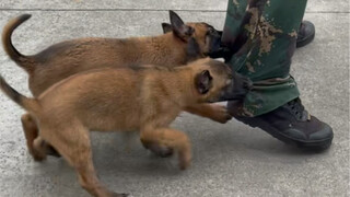 These two little police dogs are tough to handle; they're about to get their shots soon. And of cour