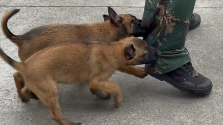 هذان الكلبان الصغيران الشرطيان صعبان في التعامل معهما، وسأضطر قريباً لحقنهما. ويجب عليّ أنا بالذات ا