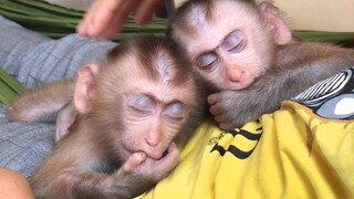 Mom put the two monkeys to sleep