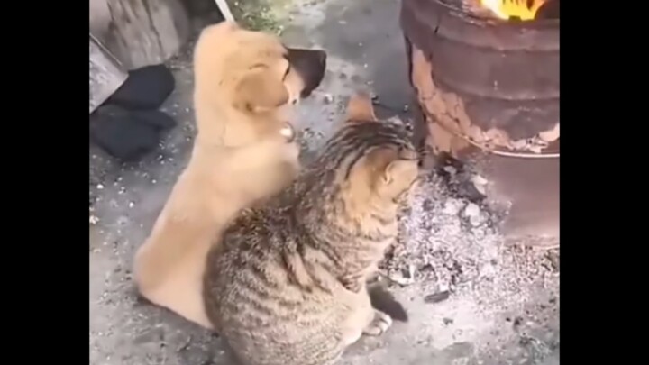 Mèo: Tôi không quan tâm! ! Tôi chỉ muốn giữ ấm cho mình thôi! ! !