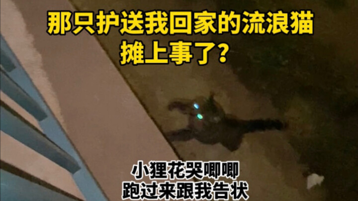 Bị đụng đến rồi, con mèo hoang từng hộ tống tôi về nhà giờ gặp rắc rối rồi.