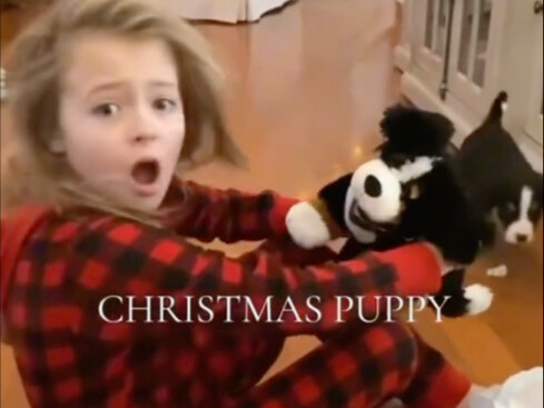 ลูกสุนัขคือของขวัญที่เจ๋งที่สุดในโลก 🎁