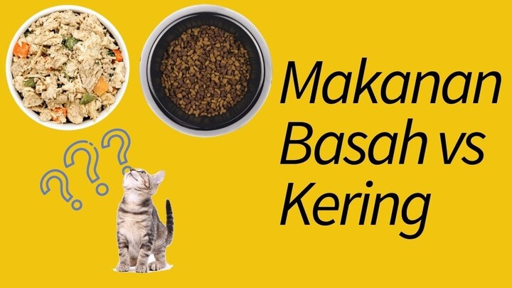 Makanan Kucing Basah vs Kering—Mana yang lebih baik?