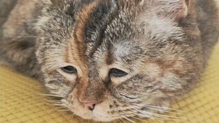 It's ok, because I'm just a little cat