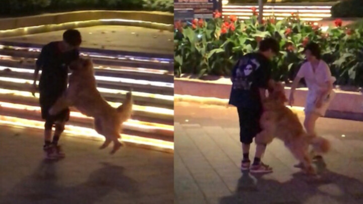 While taking a stroll, a man unexpectedly ran into a golden retriever who kept circling him, acting 