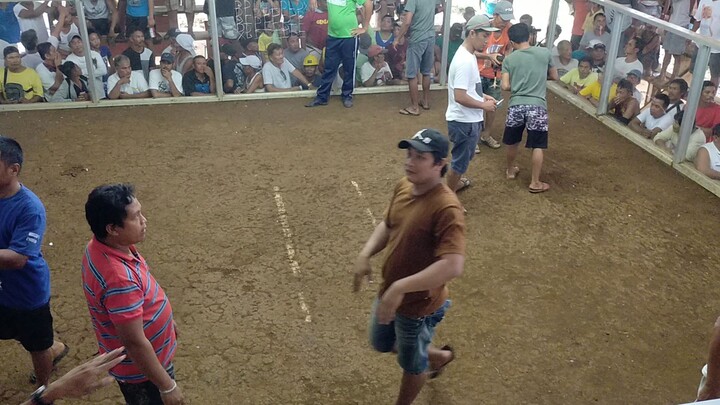 sabongSamar rightside 3rd fyt win champion