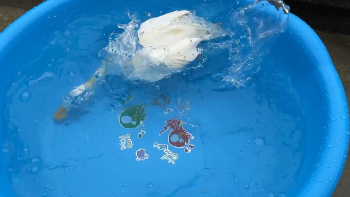 Bebek Cochin yang bisa menyelam, lihat betapa jinaknya dia!