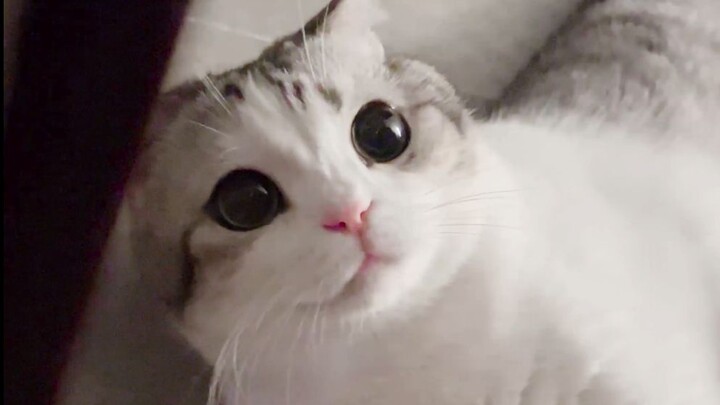 Please cuddle with the little cat more!