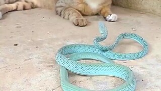 سرعة رد فعل هاجي مي تفوق سرعة الثعبان بـ100 مرة.