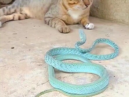 Ha Ji Mi's reaction speed is 100 times faster than a snake's.