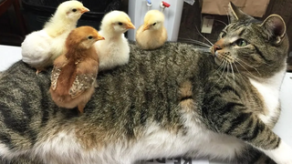 Funniest Cats 😹 - อย่าพยายามกลั้นเสียงหัวเราะ 😂 - Funny Cats Life