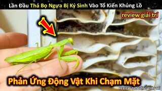 Phản Ứng Thú Vị Khi Đàn Kiến Chạm Mặt Bọ Ngựa Bị Ký Sinh Trùng Ám || Review Giải Trí Đời Sống