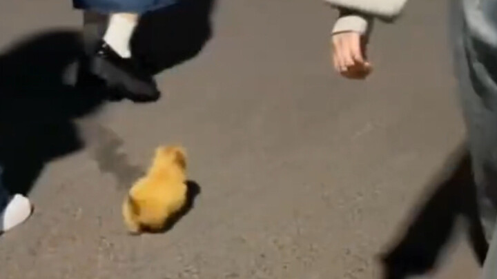 น้องหมา แกก็รีบไปติวหนังสือเหมือนกันเหรอ