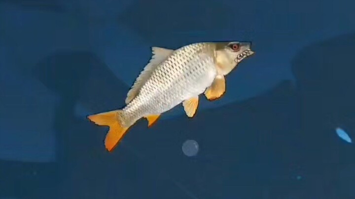 100 tim làm event 1000 gcoins nha ae