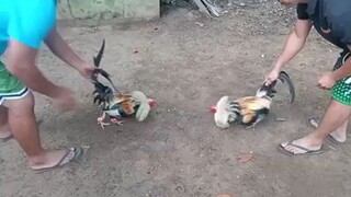 sparing