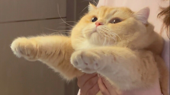 When I found out online that other kittens love being stretched: