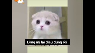 [Vietsub] Cô Ngốc Biết Yêu (C呆白) Phần 5 | Kẹo Dẻo Vị Quýt