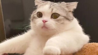 The cat hasn't seen its owner for three days and is so anxious that it runs in small steps.