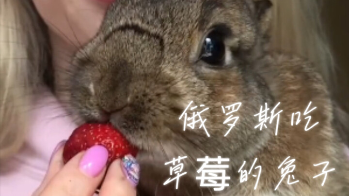 Rabbits Eating Strawberries in Russia