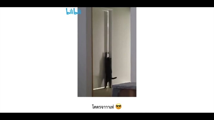 โคตรจาาาาเท่