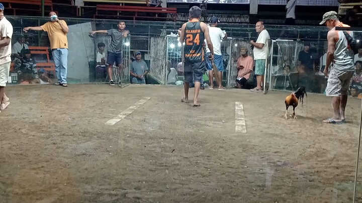 Grey in action good fight 💪 2hits ulotan.
