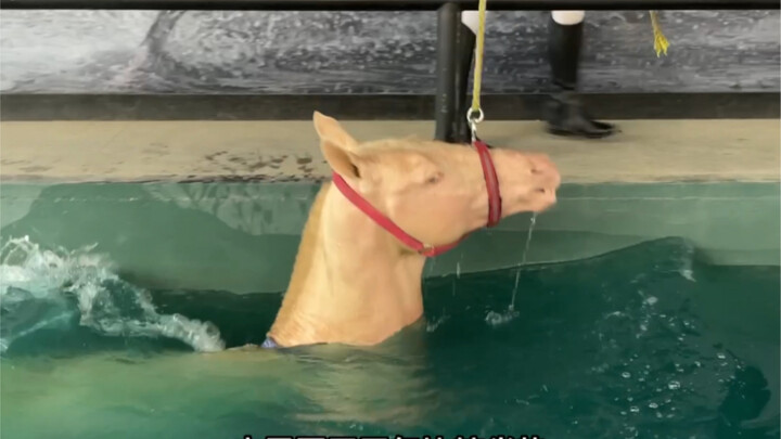 汗血宝马游泳记