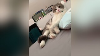 Cuối tuần vui vẻ nhóoo 🤎 cat catsoftiktok cutecat catlover  fypシ foryou foryoupage