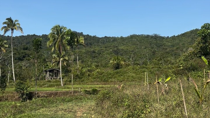 Sa bukid