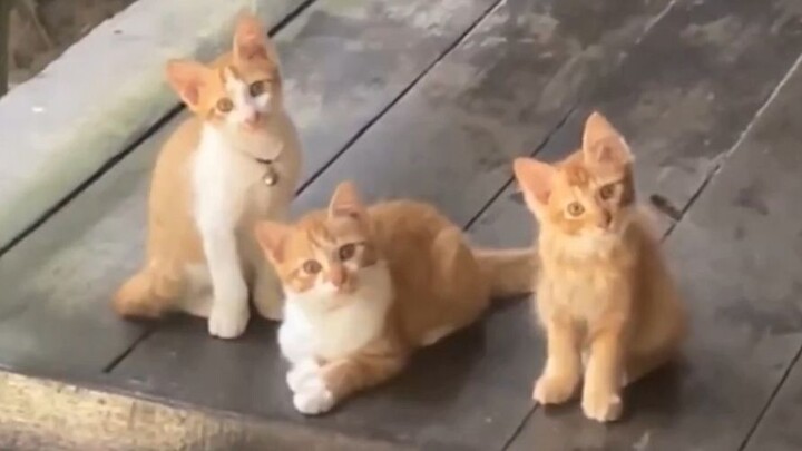 Orange Cat Transformation: 50% 😺 → 80% 🐱 → 100% 🐱