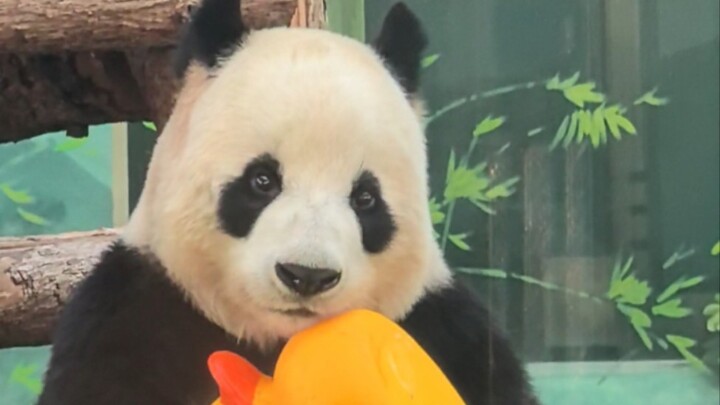 คลิปเต็มเหตุการณ์ที่เฟยหยุนถล่มเป็ดเหลืองตัวเล็ก ลองดูสิว่ามีกี่คนโดนสายตาไร้เดียงสาบนปกหลอก!