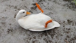Play the music for ducks