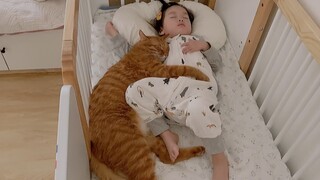 Tidur di buaian, bayi masih dijaga kucing dengan hangat hari ini