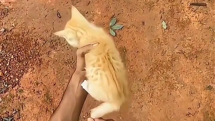 When your cat forgets how to be a cat 😂