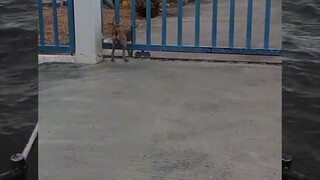 anjing gak jelas