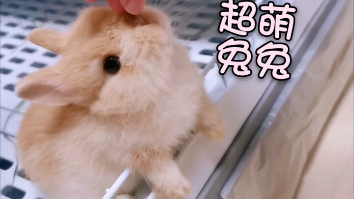 Using rabbit food to lure a bunny—will it even stand up? So cute!