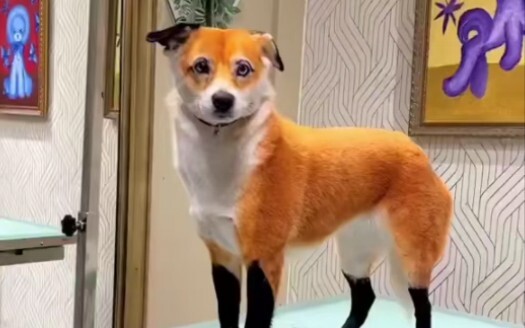 Hahaha, Cheese is a fox‑pretending cultivator!