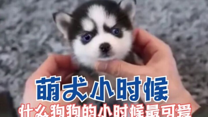 ลูกสุนัขหลากหลายสายพันธุ์ตอนเด็ก น่ารักน่าเอ็นดูสุดๆ ลองเลือกตัวหนึ่งมาอุ้มกลับบ้านกันเถอะ