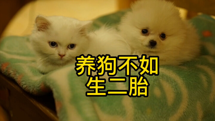 养狗不如生二胎