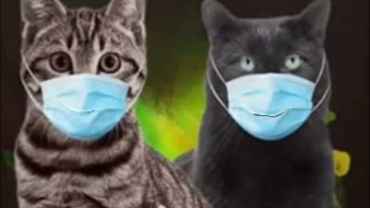 Tik tok Kucing lucu pakai masker